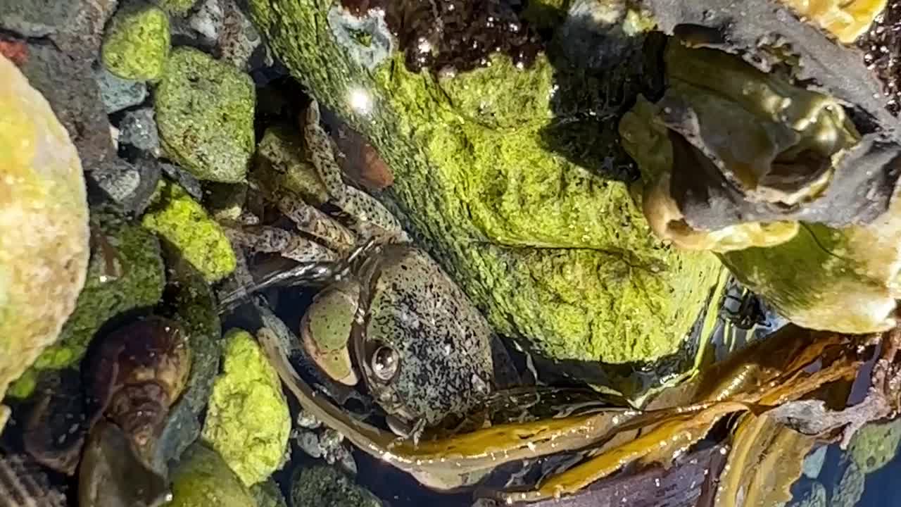 在海上低潮时，明亮的藻类湿了，在他们下面，一只小螃蟹跑起来，躲起来，然后逃离镜头，特写微距视频拍摄海洋动物的广场生活，海蟹，小龙虾和鱿鱼视频下载