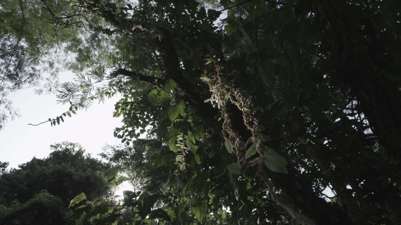 用树叶、藤蔓和阳光在雨林内拍摄的艺术照片视频下载