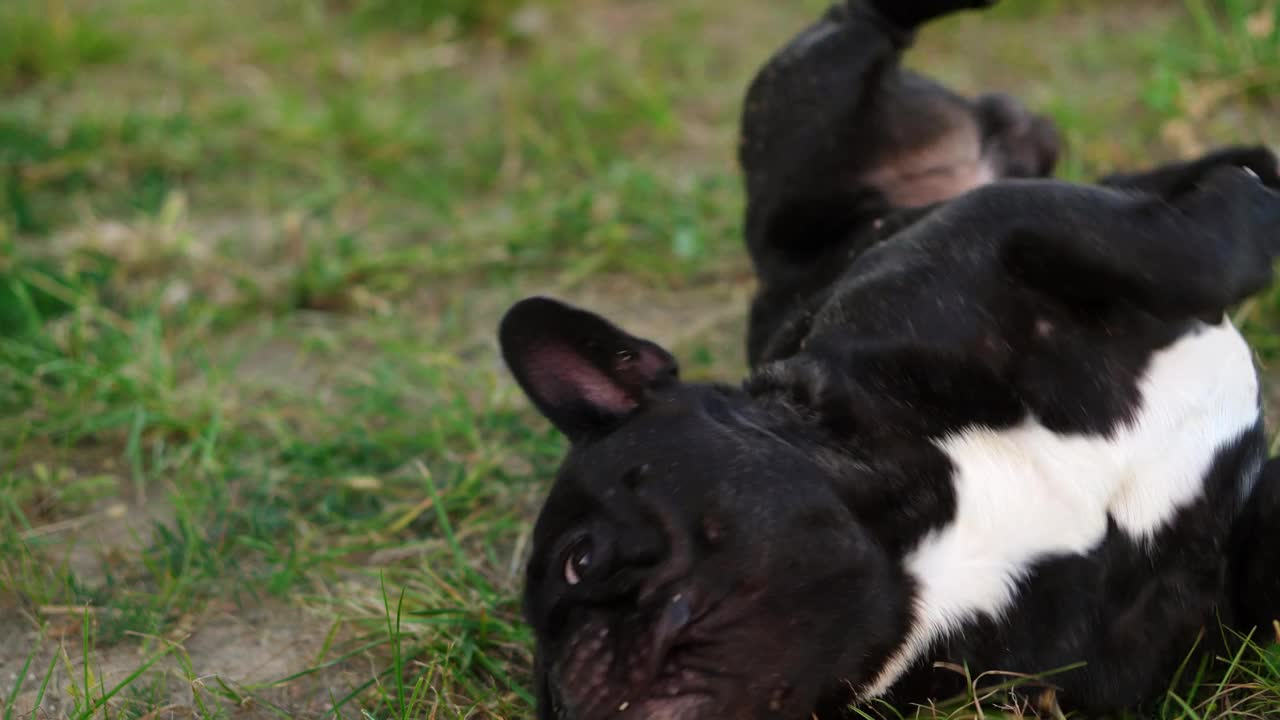 快乐的法国斗牛犬在城市公园的绿草地上打滚，向它的主人表达快乐和活力。视频下载