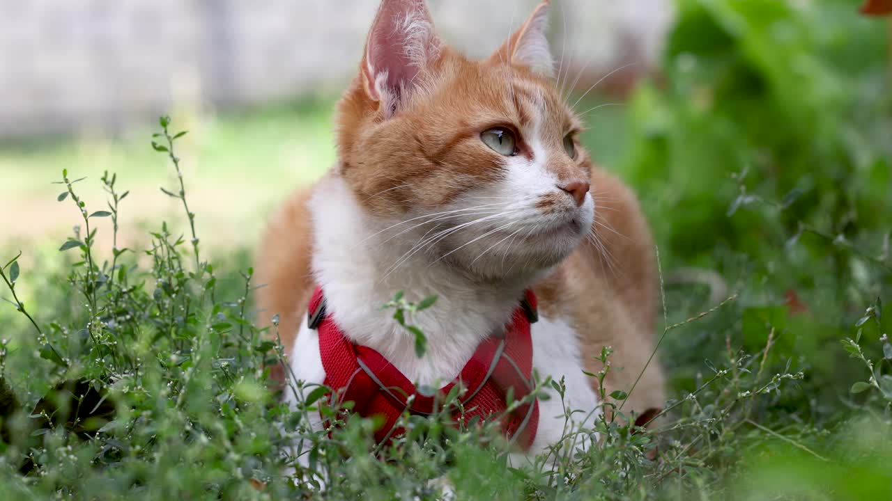 可爱的红白猫在绿草地上放松的慢动作视频视频下载