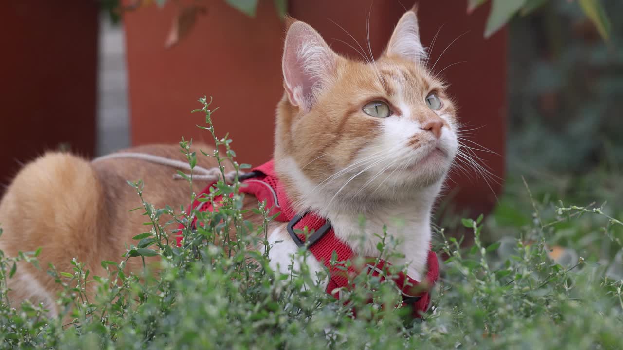 可爱的红白猫在绿草地上放松的慢动作视频视频下载