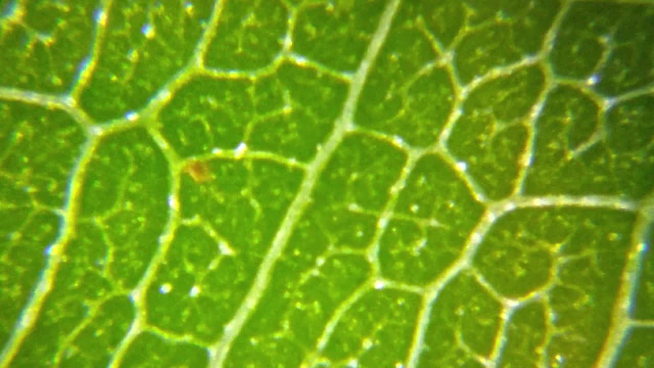 在显微镜下观察的绿色植物叶片表面视频下载