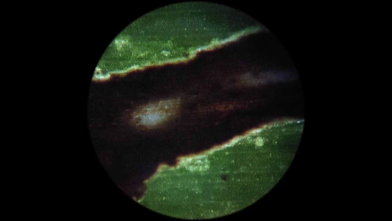 在显微镜下观察受害虫影响的绿色植物的叶子表面视频下载
