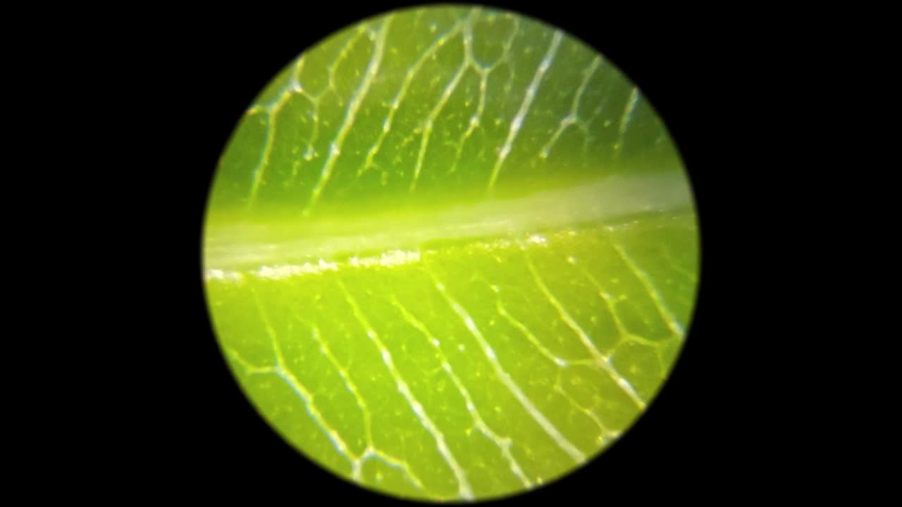 在显微镜下观察的绿色植物叶片表面视频下载