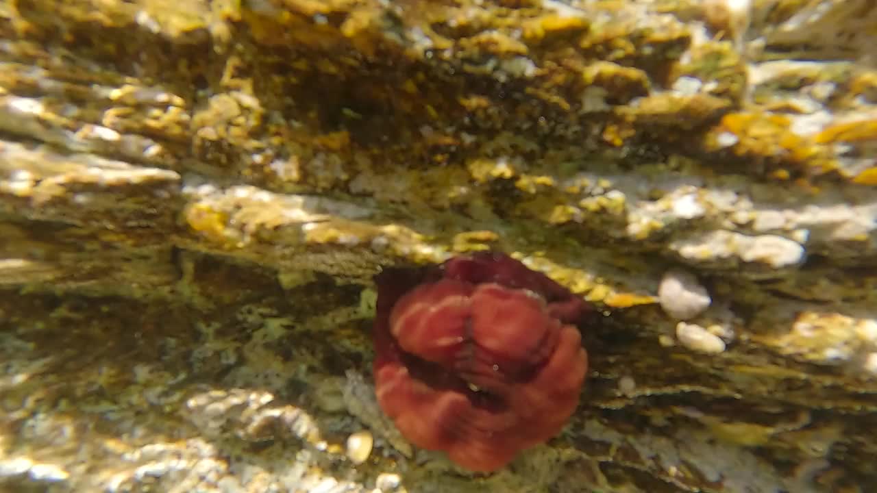 爱琴海的海葵——特写视频下载