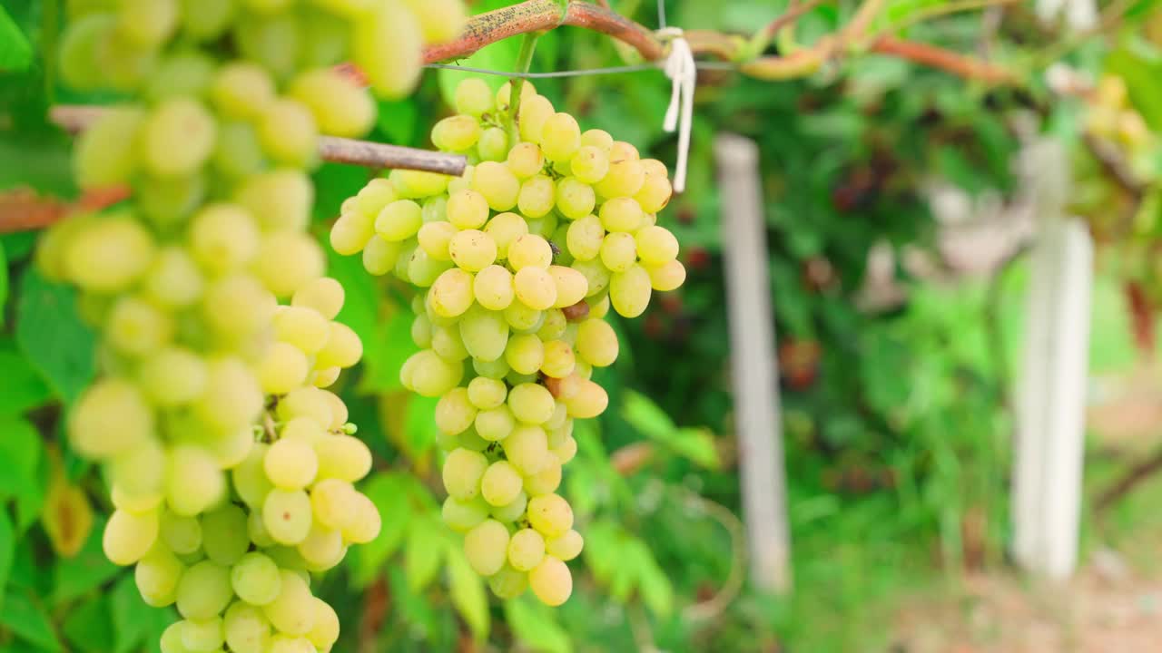 一大串成熟的黄色葡萄挂在葡萄园里(特写)视频素材