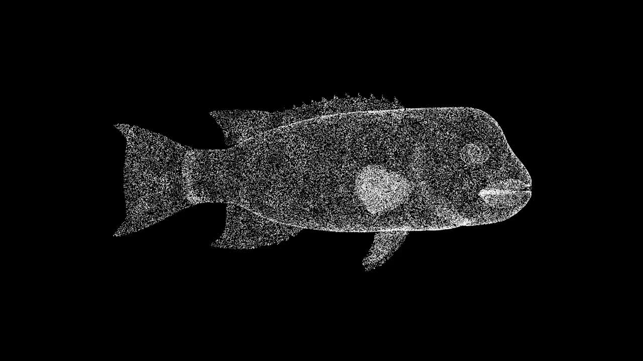 3D海鲷在黑色背景上旋转。水下生活概念。海洋水下生物。商业广告背景。用于标题，文本，演示。3d动画60 FPS。视频下载