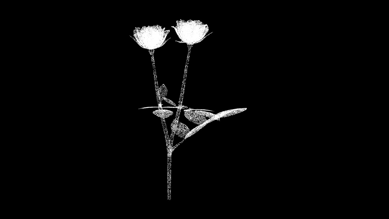 3D玫瑰花束在黑色背景上旋转。鲜花和庆典的概念。重瓣花。商业广告背景。用于标题，文本，演示。3d动画60 FPS。视频下载