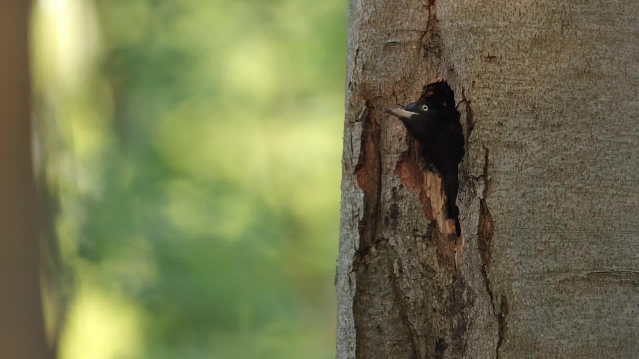黑啄木鸟在树洞，德国视频下载