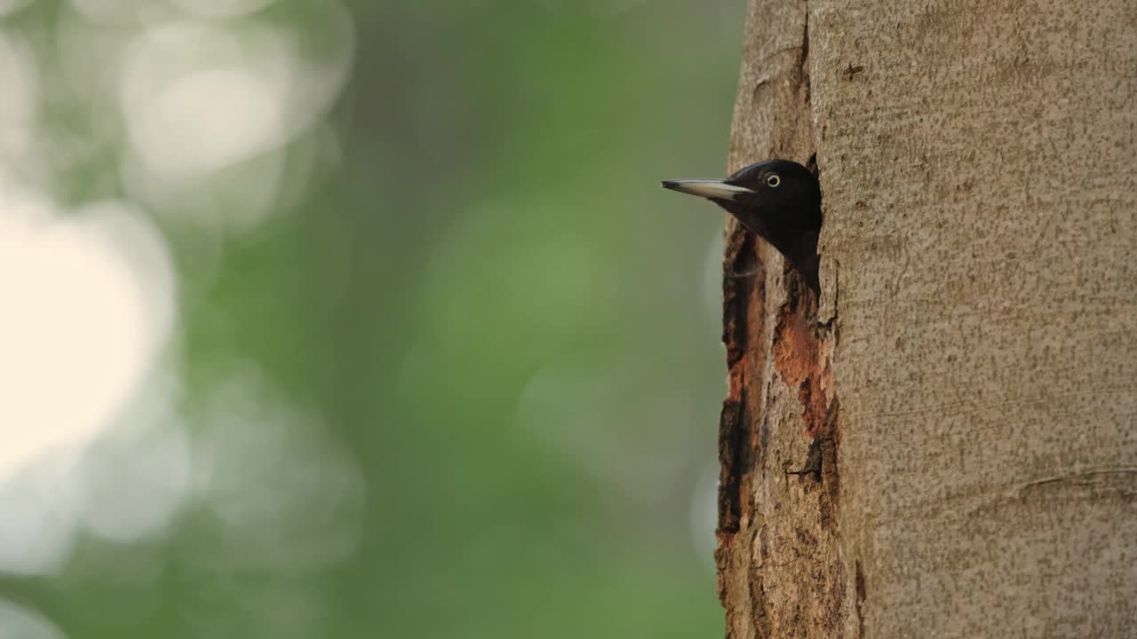 黑啄木鸟在树洞，德国视频下载