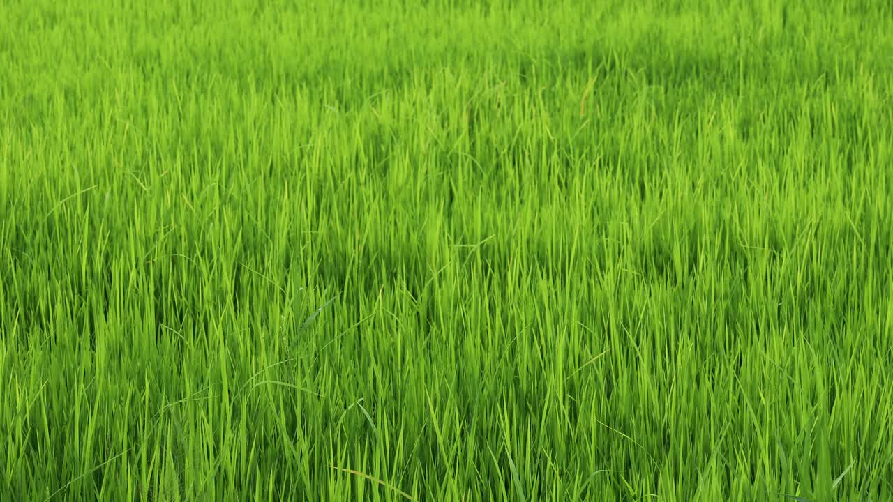 水稻种植视频下载