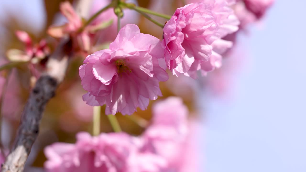 公园里樱花盛开的慢动作视频视频下载