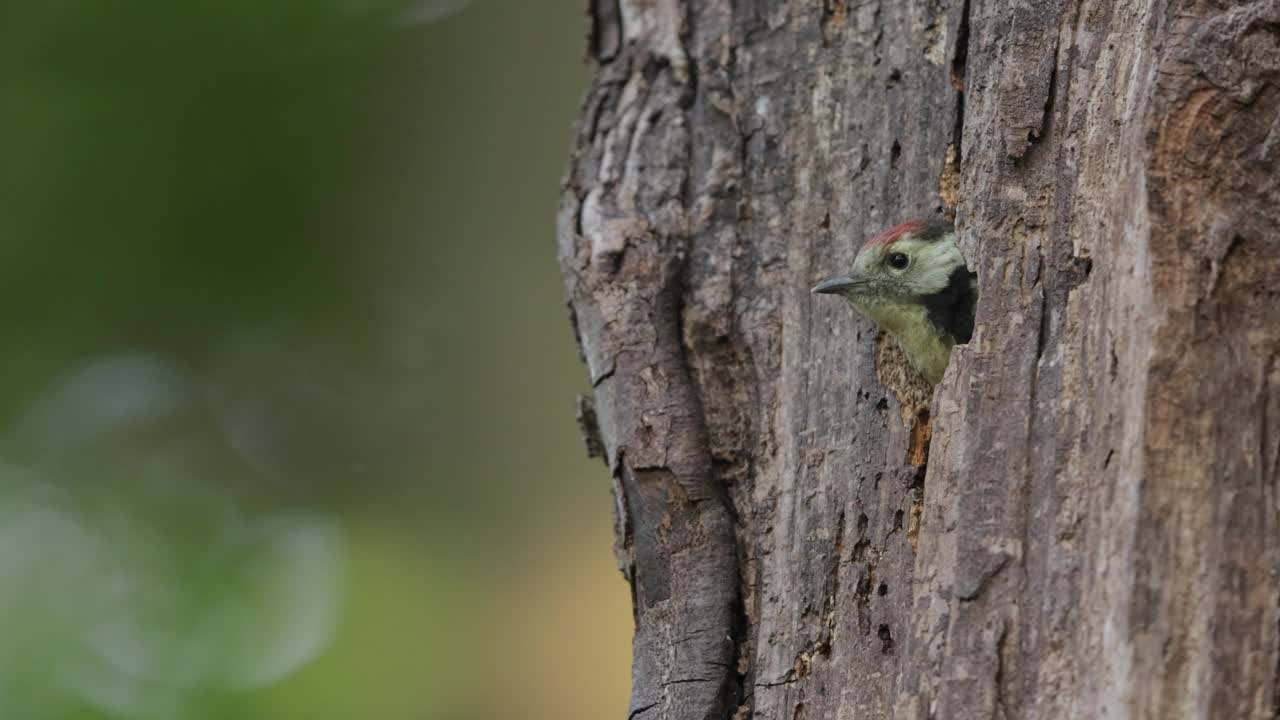 中间斑点啄木鸟好奇地看着树洞，德国视频下载