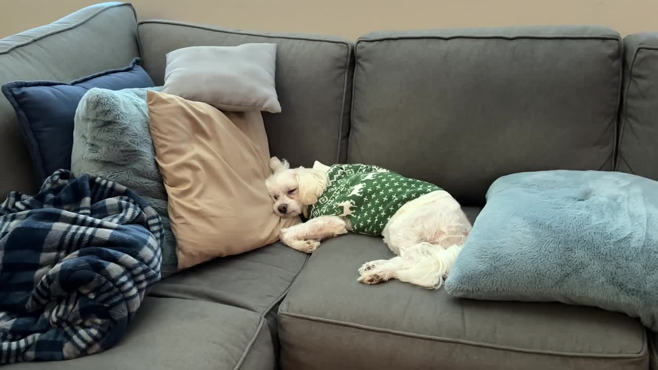 马尔济斯狗穿着圣诞毛衣睡在沙发上视频下载