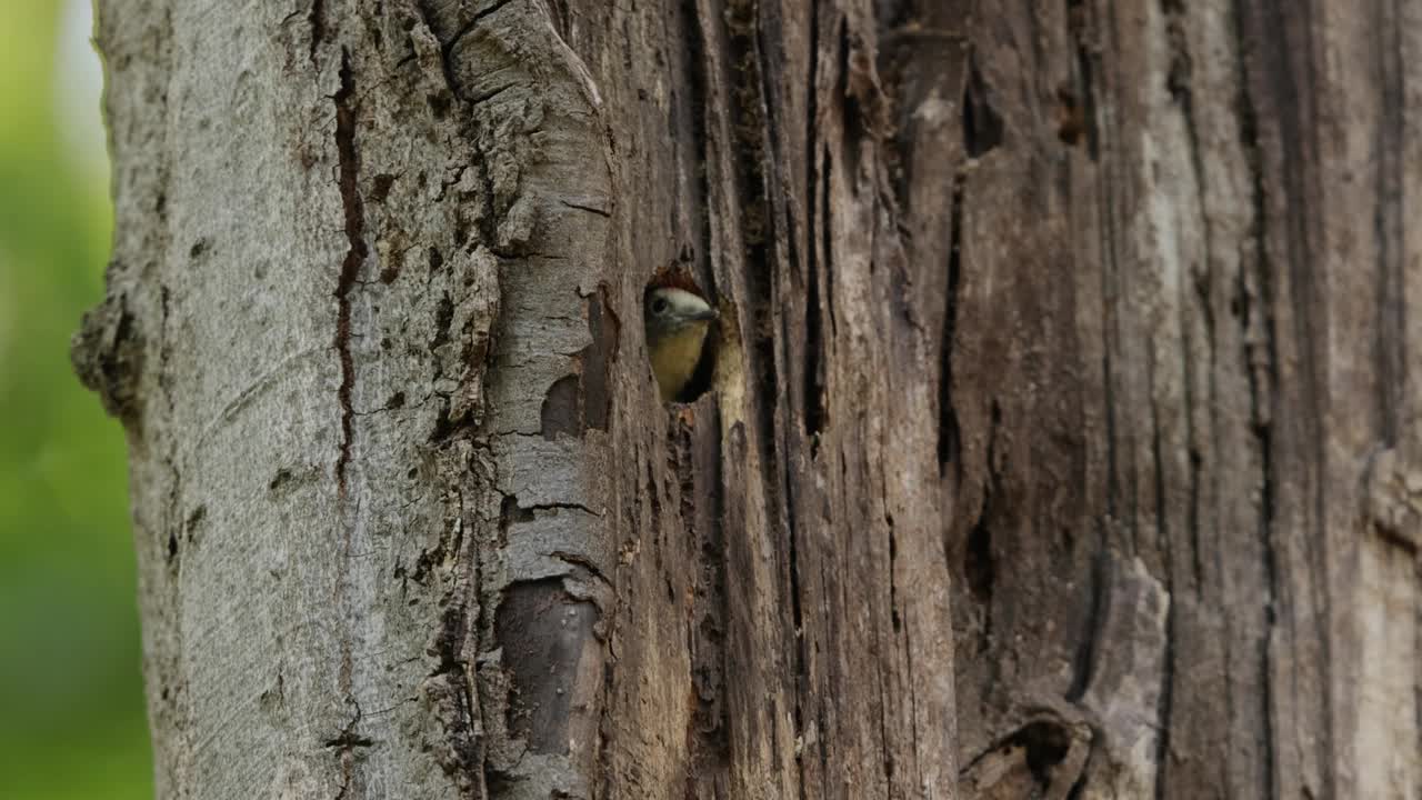 中间斑点啄木鸟好奇地看着树洞，德国视频下载