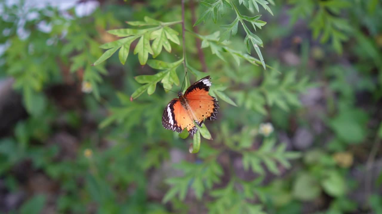 自然背景中的蝴蝶视频下载