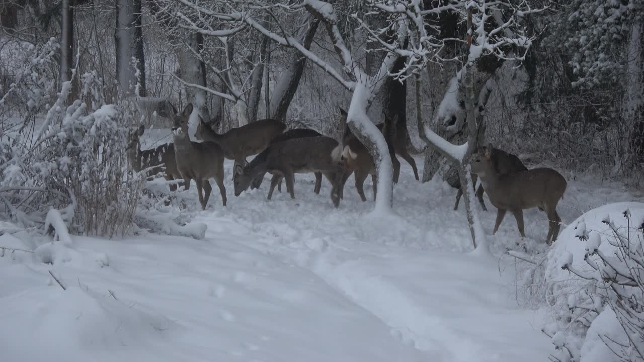 傍晚，一群鹿在白雪皑皑的老花园中嬉戏视频素材