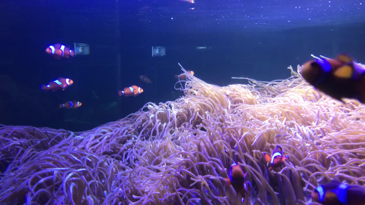 美丽的海底世界，有珊瑚、热带鱼、小丑鱼、海葵鱼视频下载