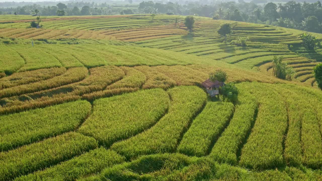 鸟瞰日出越过绿色的稻田在心中。印度尼西亚巴厘岛日出时的绿色稻田、热带森林和山脉视频下载