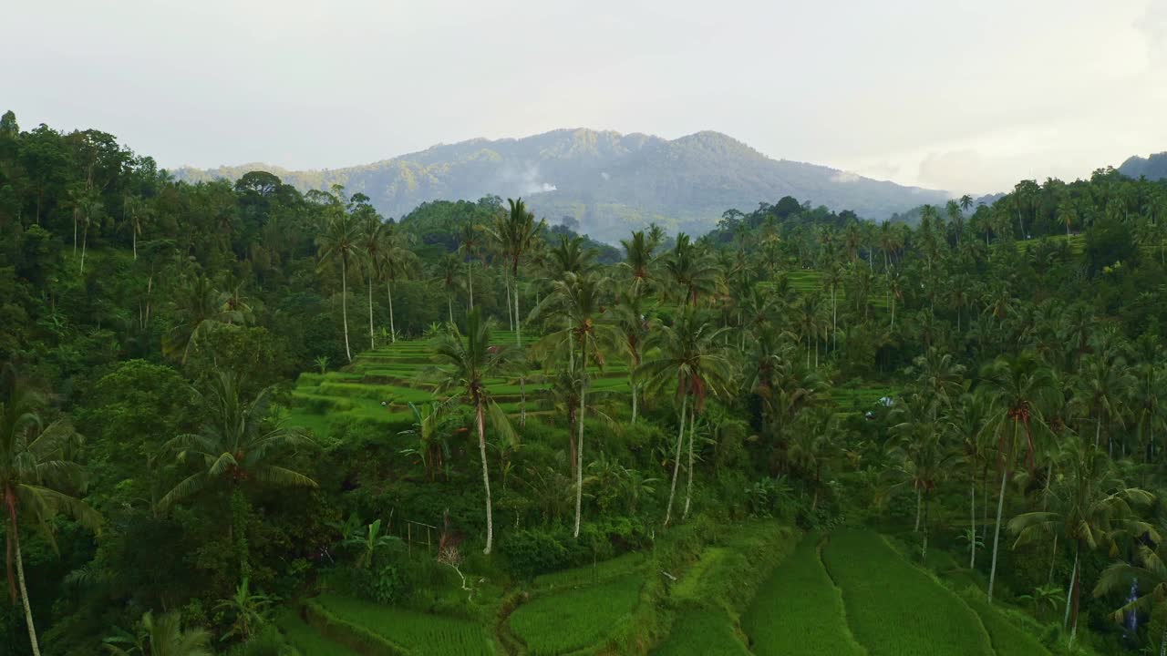 鸟瞰日出越过绿色的稻田在心中。绿色的稻田，热带森林和山脉视频下载
