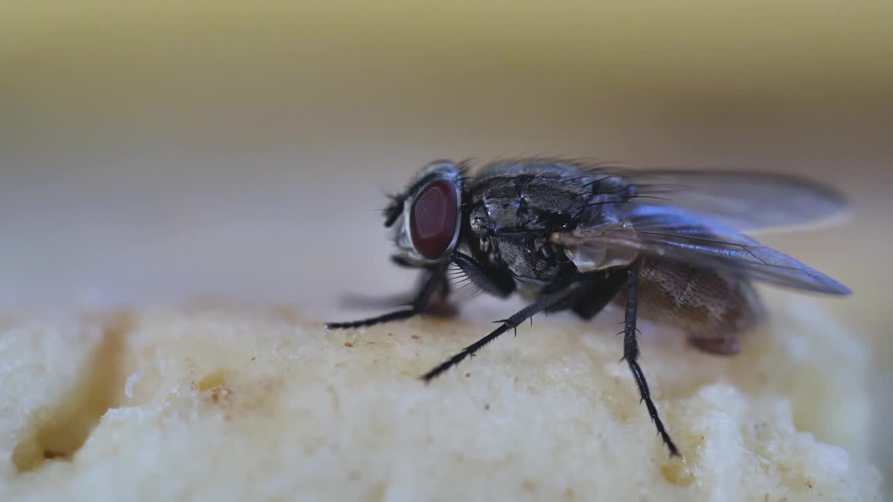 微距镜头的家蝇吃面包剩菜在桌子上视频下载