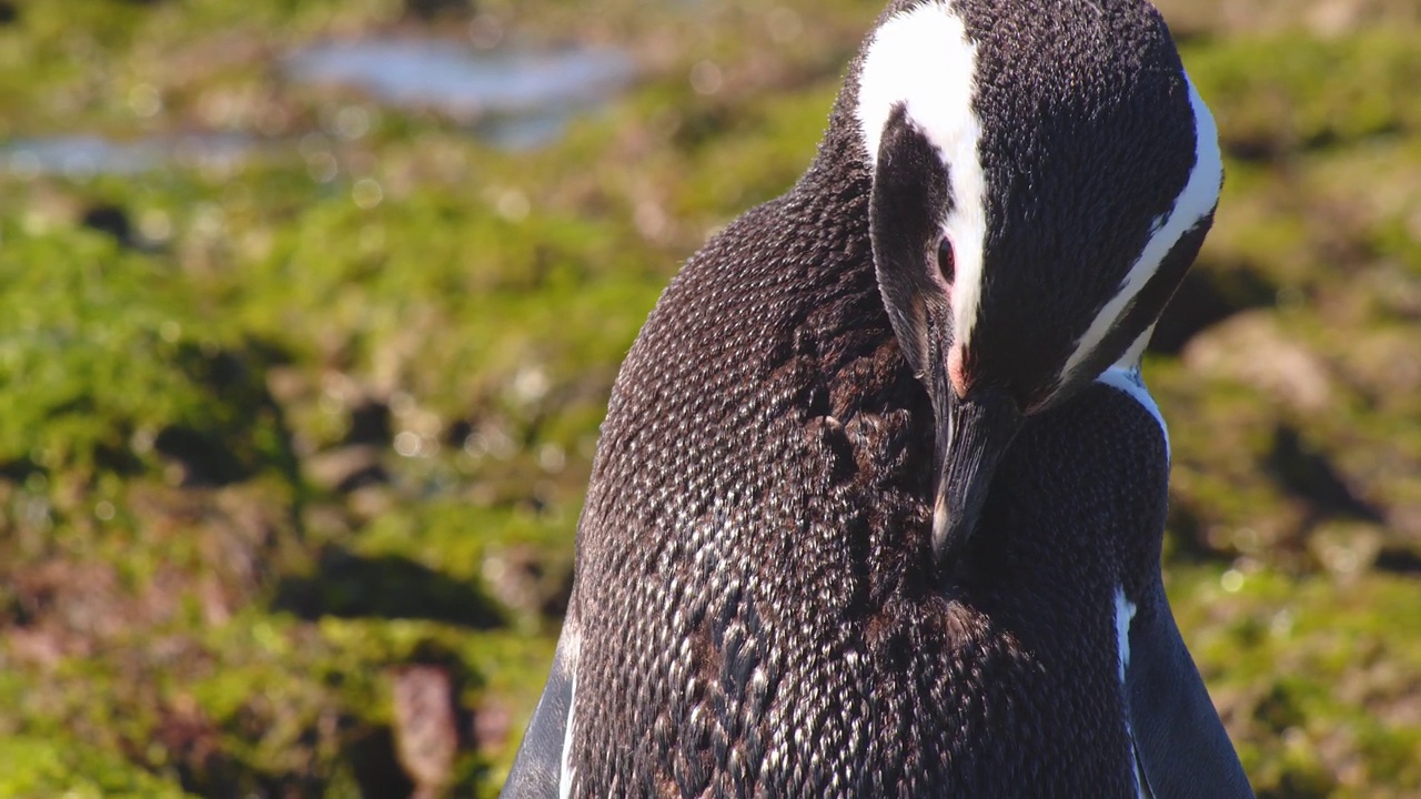 麦哲伦企鹅在阳光下忙着整理自己的短羽毛的圆形电影镜头视频下载