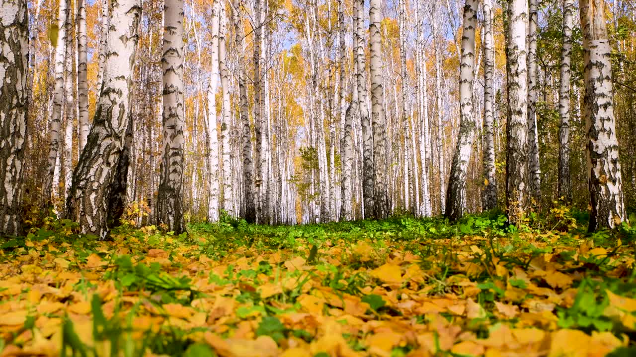 秋天的树叶落在白桦林、公园里。视频下载