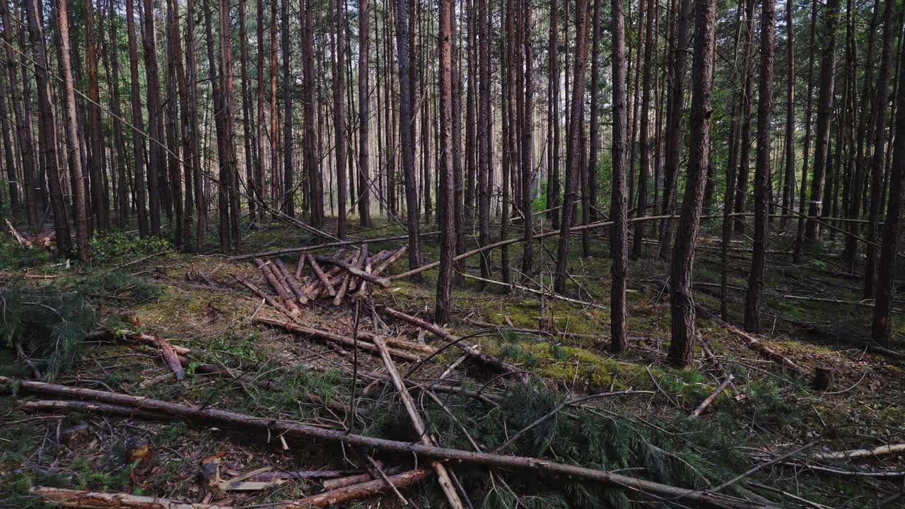 在森林中央的树干。收获木材。森林砍伐。树删除。林业综合体的伐木。木材抽提。全球变暖视频下载