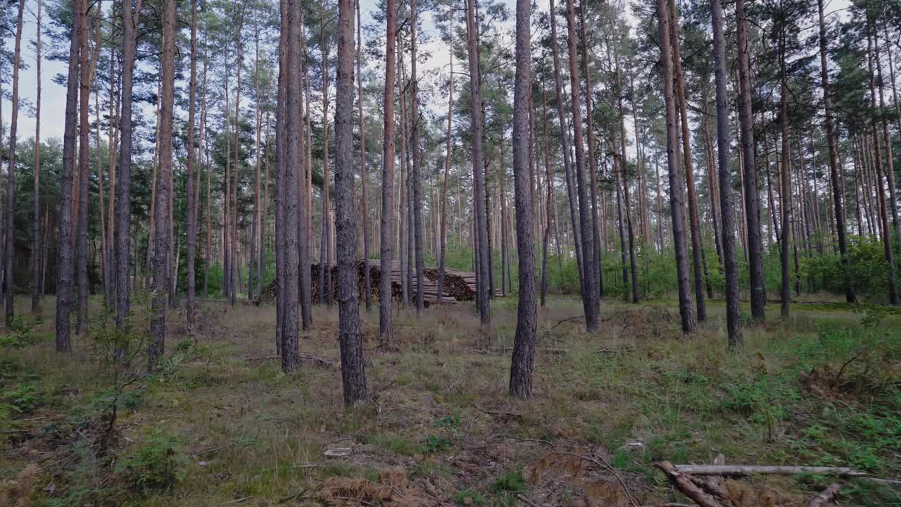 伐木在森林里，砍柴在堆垛里。木材天然花纹。伐木，采伐木材作为燃料和柴火。森林砍伐。视频下载