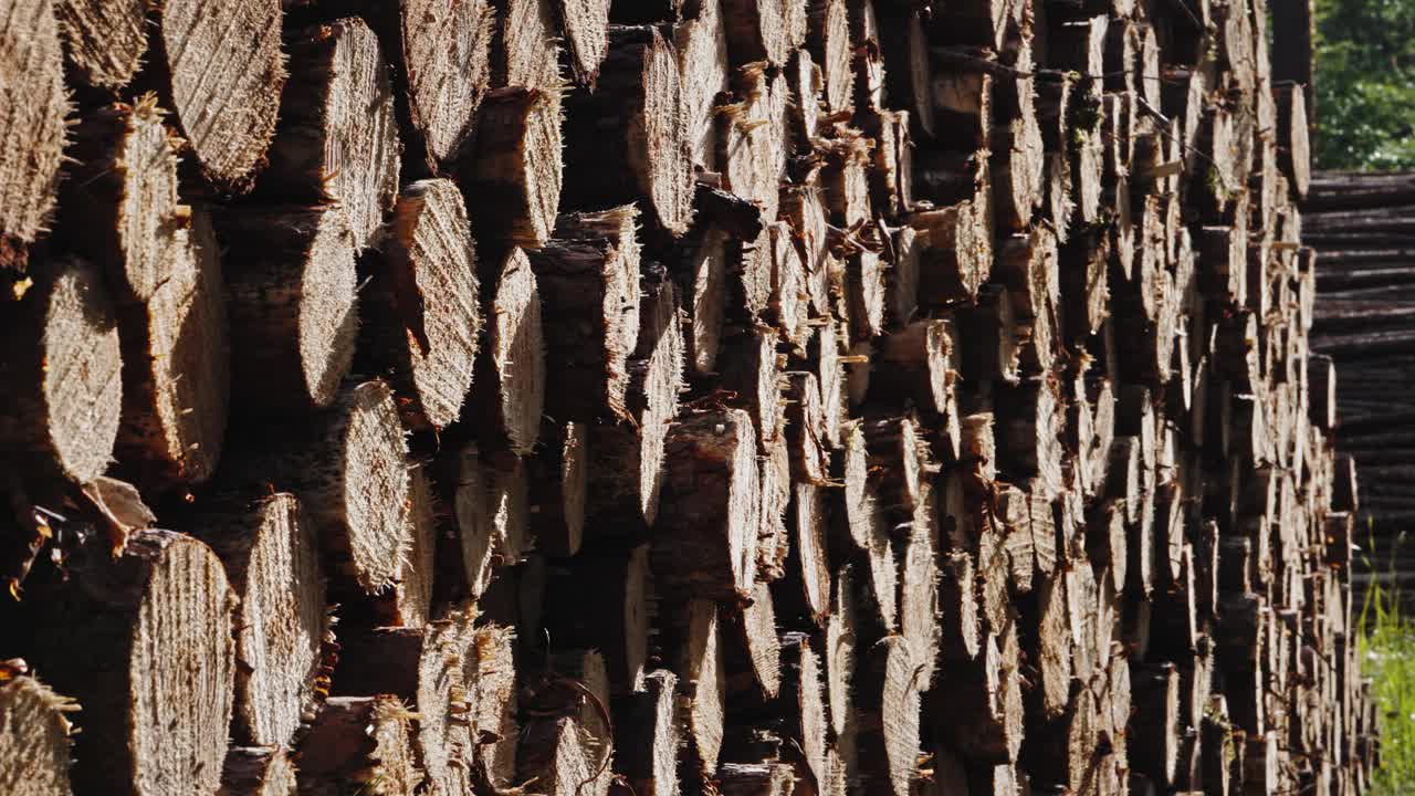 林木树干桩，采伐木材工业用材。沿着道路砍树。堆叠日志。秋天的林地背景。阳光明媚的森林。全球变暖，种植，视频素材