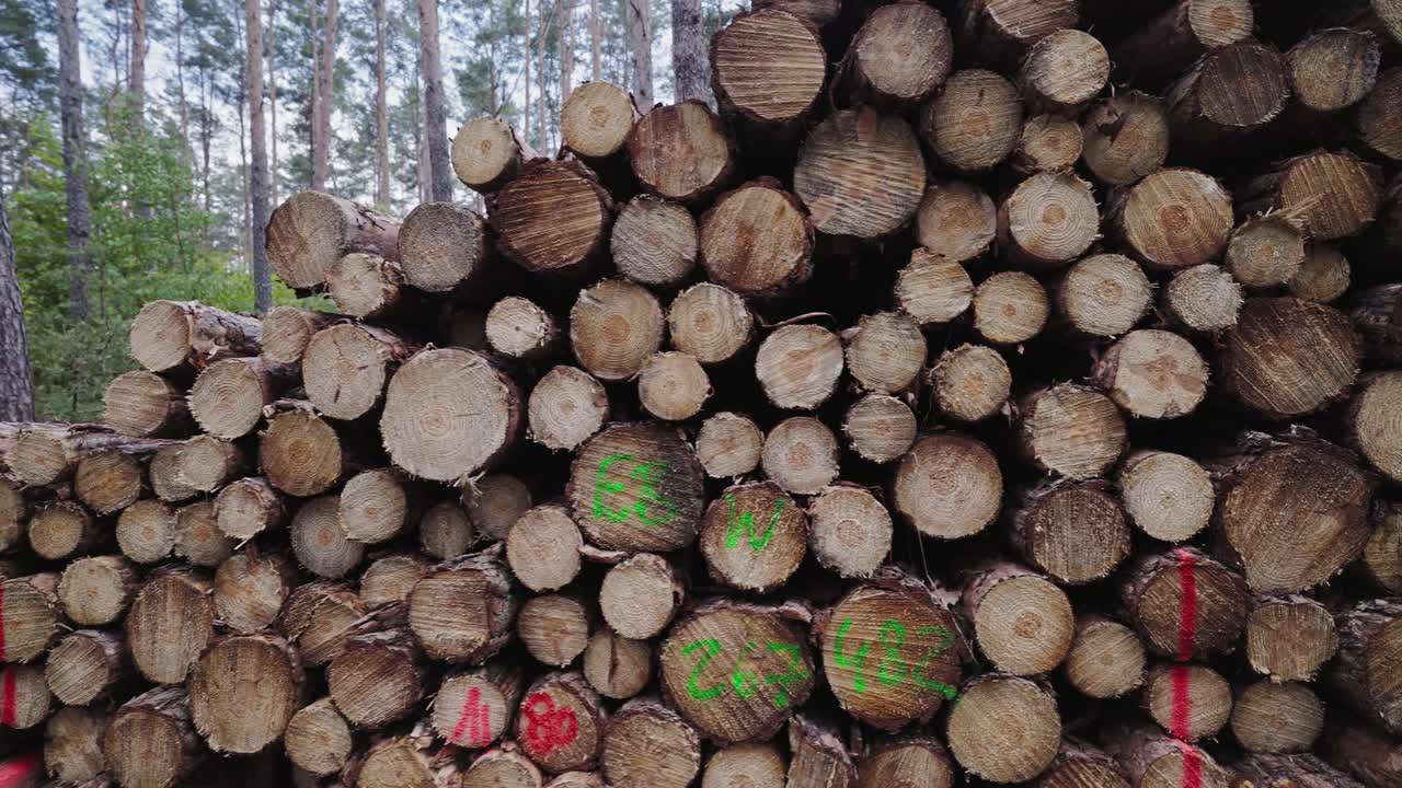林木树干桩，采伐木材工业用材。沿着道路砍树。堆叠日志。秋天的林地背景。阳光明媚的森林。全球变暖，种植，视频下载