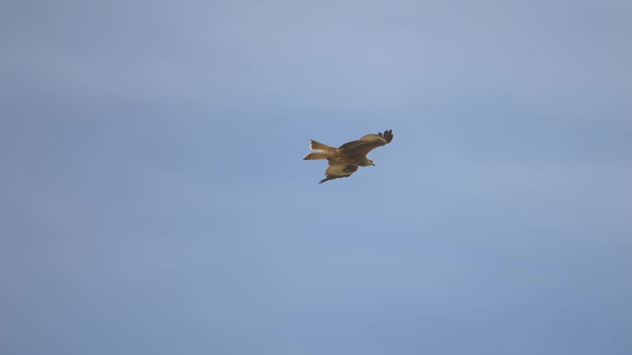红色的风筝猛禽(Milvus Milvus)在一个晴朗的日子里在蓝天上高高飞翔视频下载