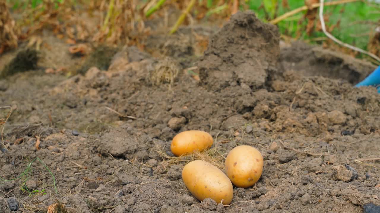 三个土豆躺在近景里，背景是一把挖土的铲子。家庭菜园的白马铃薯收成不好视频素材