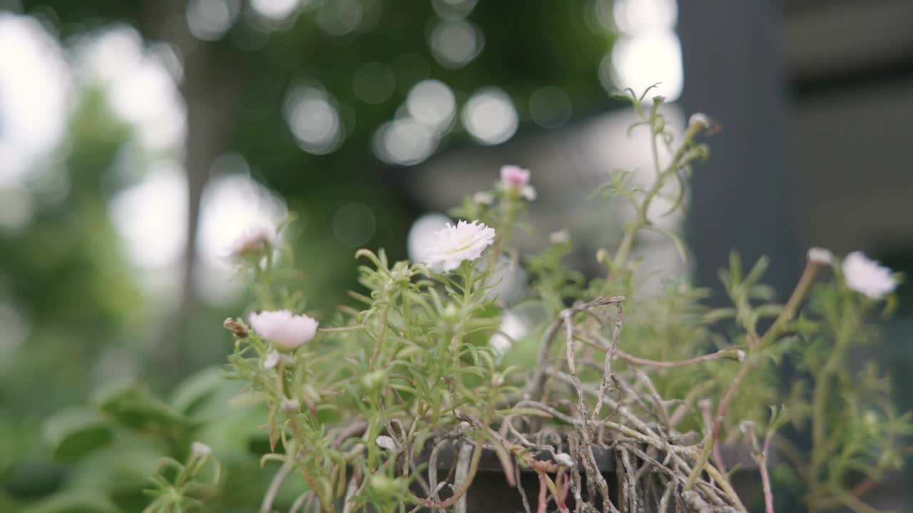 盛开的花漏了家里的墙。热爱自然视频下载