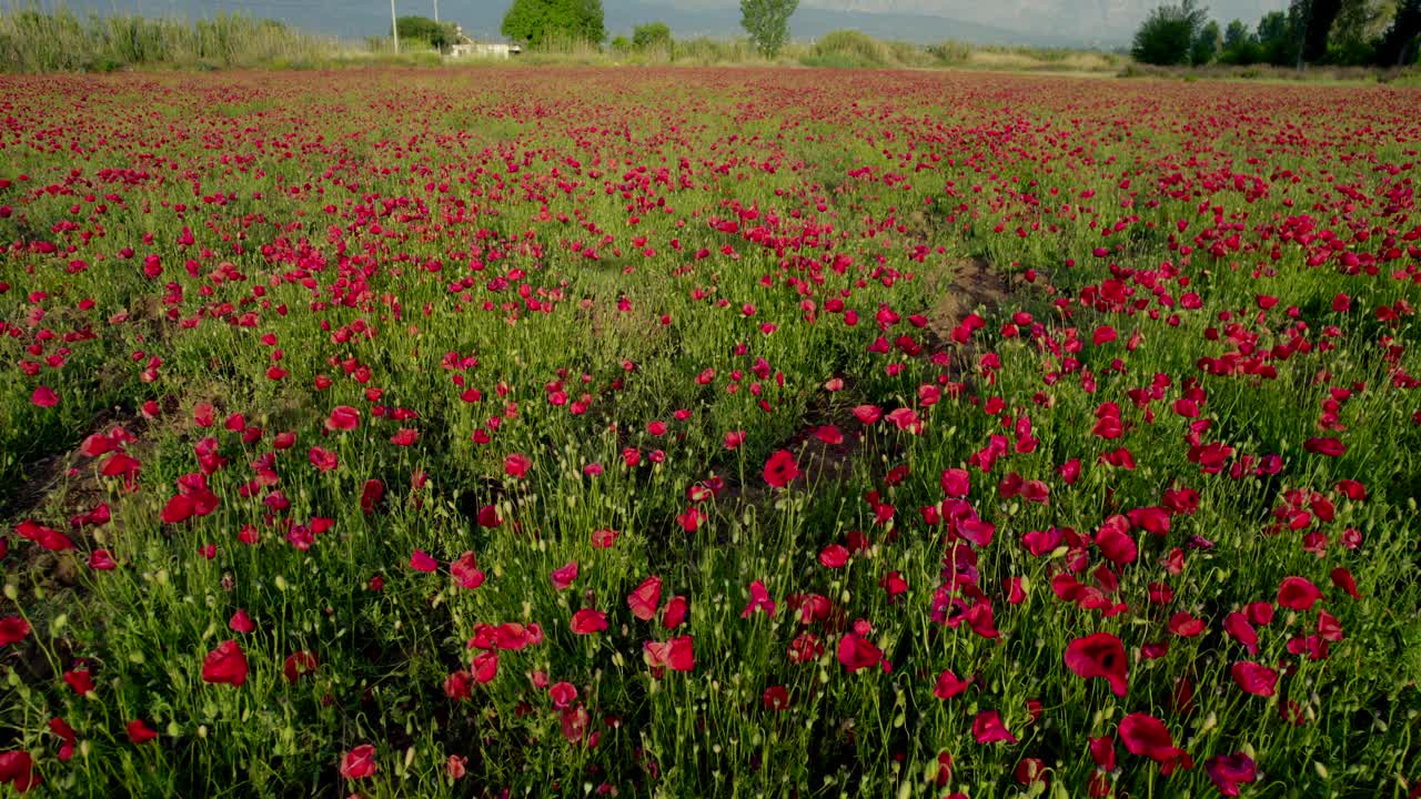 无人机拍摄的乡村色彩缤纷的野生罂粟田视频下载