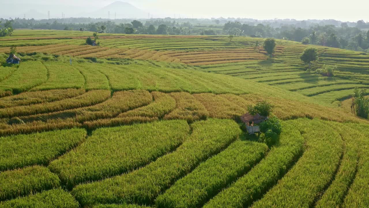 鸟瞰日出越过绿色的稻田在心中。印度尼西亚巴厘岛日出时的绿色稻田、热带森林和山脉视频下载