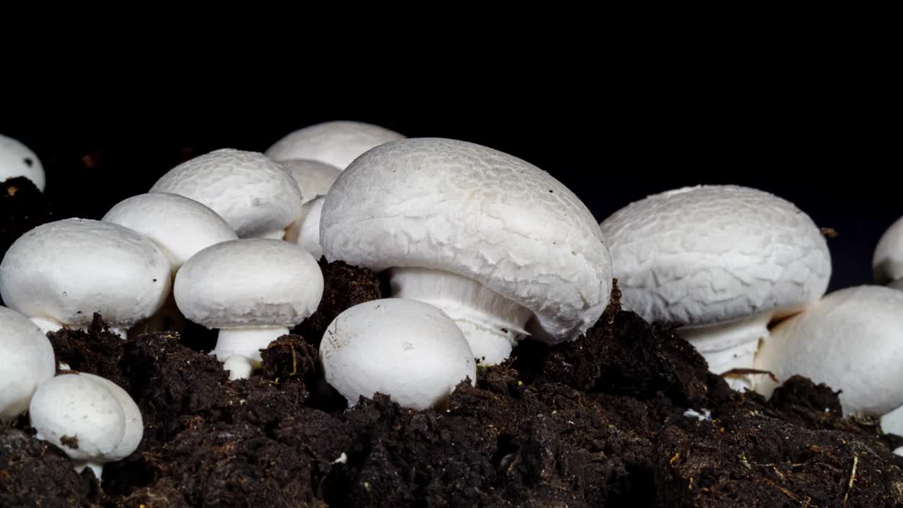 蘑菇生长在土壤背景下的时间推移。浇水时土壤中的微生物视频下载