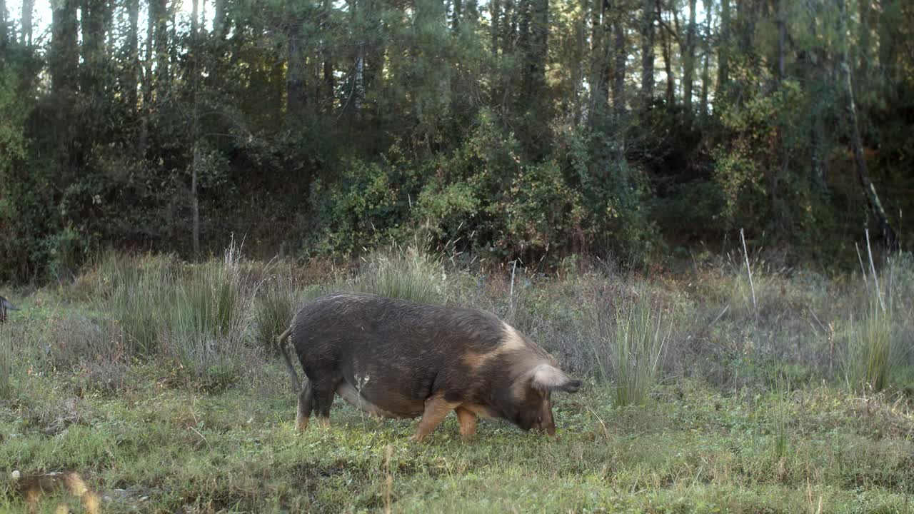 猪在草地上吃草。自由放养的动物寻找食物。可持续畜牧业视频下载