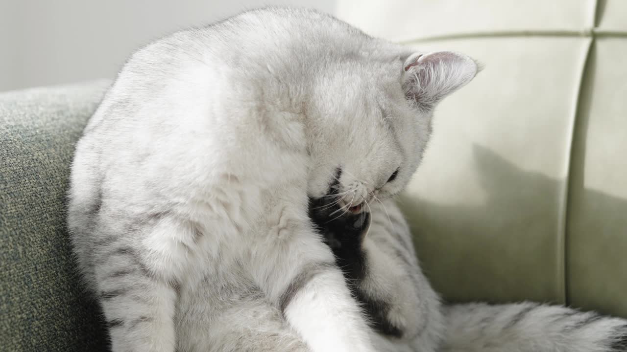 美国短毛猫在沙发上玩耍视频素材