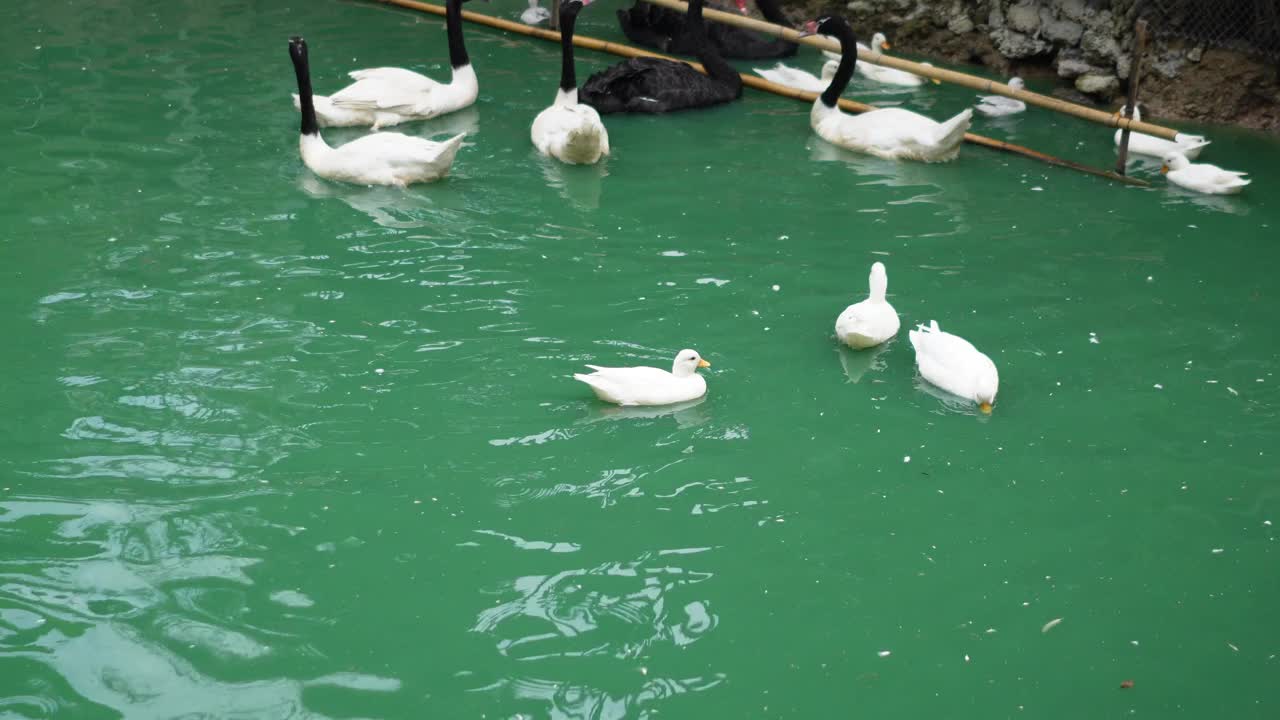 美丽的天鹅和鸭子在池塘里游泳视频下载