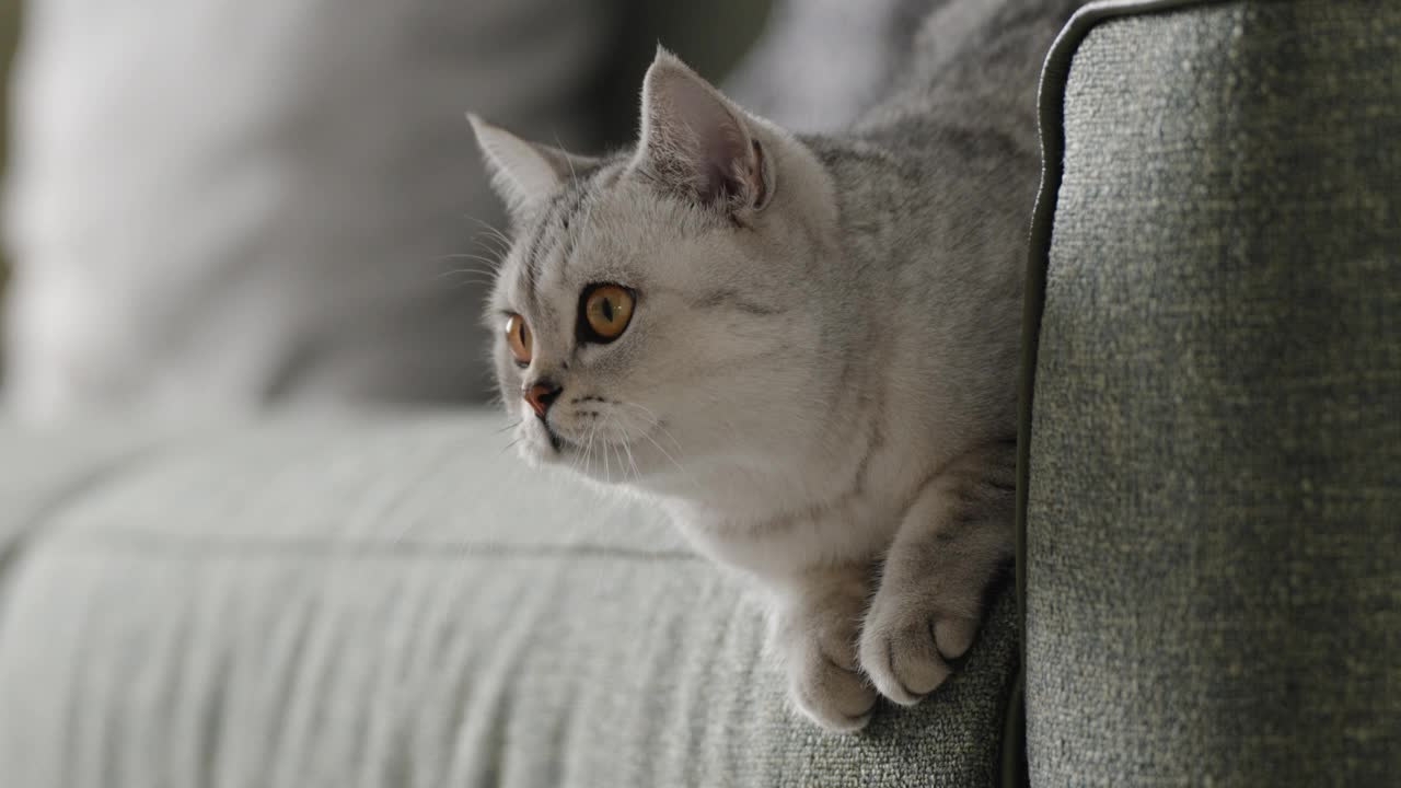美国短毛猫在沙发上玩耍视频素材