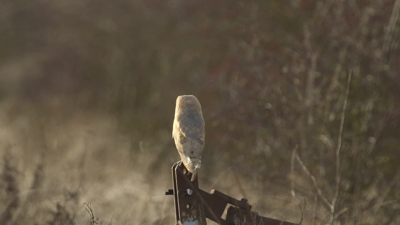 黄昏时分，一只狩猎的仓鸮栖息在农用机械上。视频下载