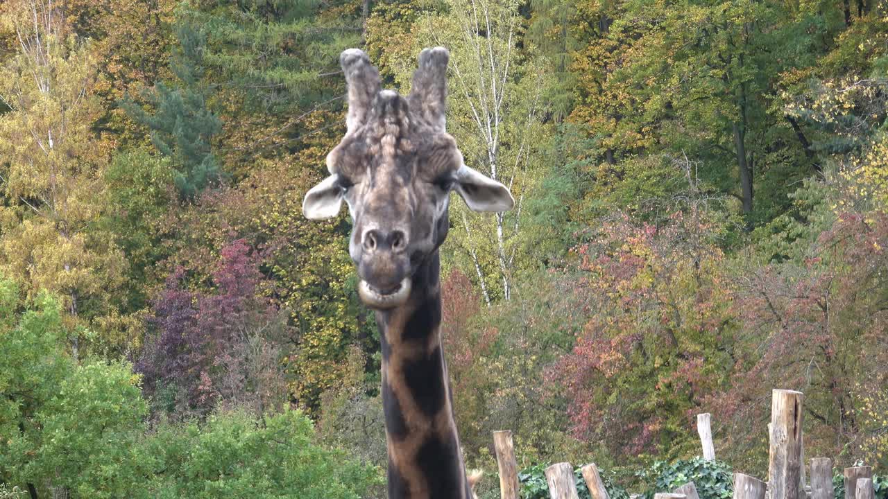 一只长颈鹿的头部特写，对着秋天的树(长颈鹿)视频下载