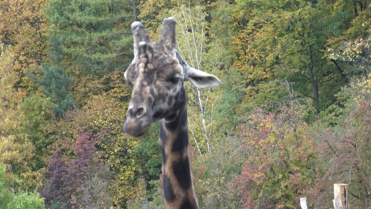 一只长颈鹿的头部特写，对着秋天的树(长颈鹿)视频下载
