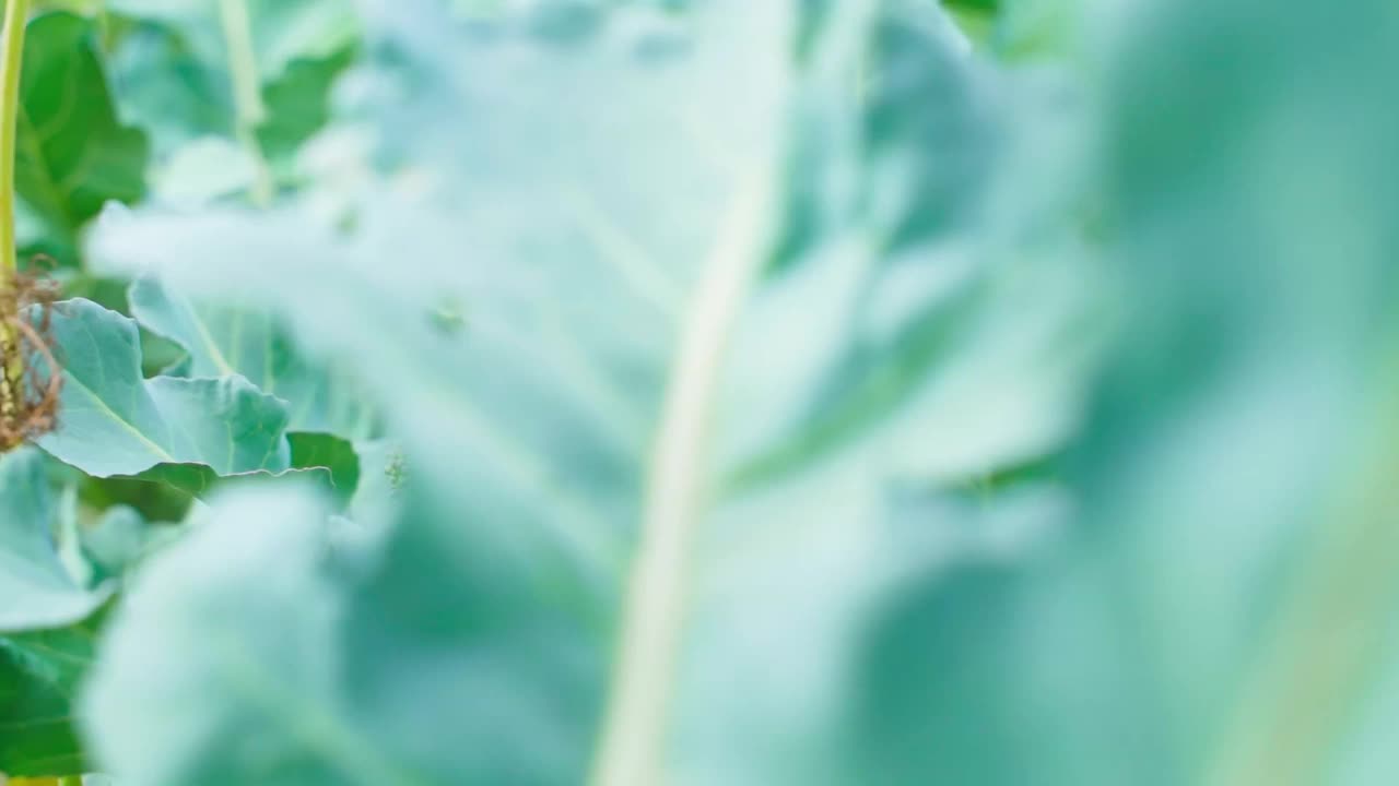 成熟的花椰菜生长在花园里的特写，平滑的视差。自制花椰菜花序视频素材
