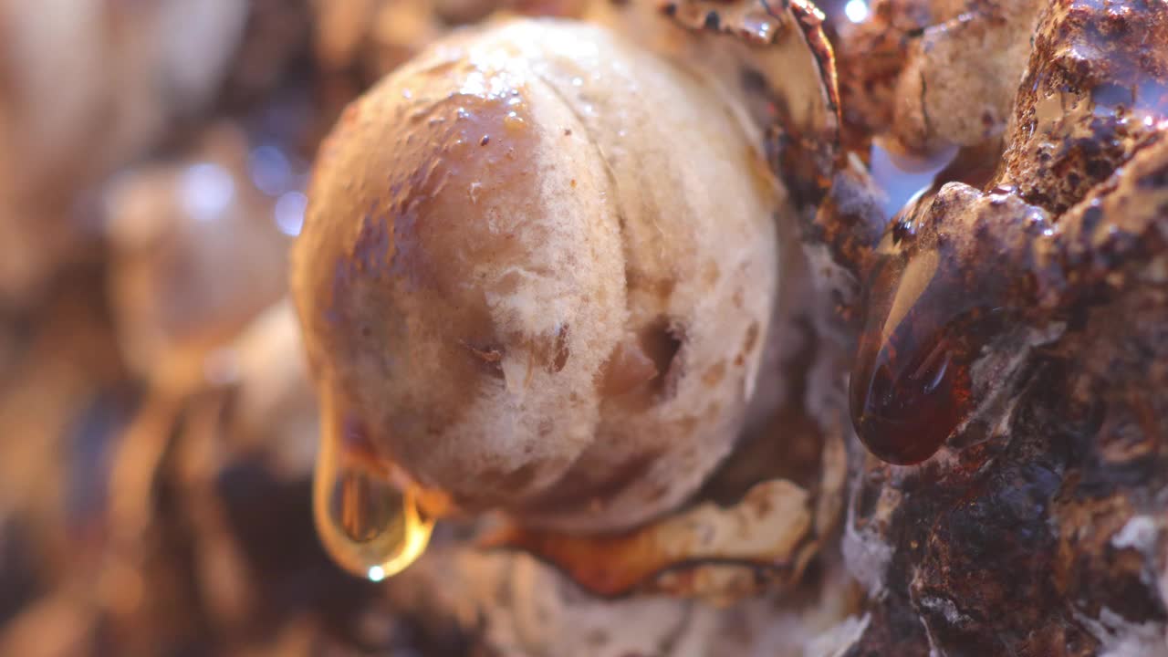 香菇(shitake) (Lentinula edodes)生长的延时视频。视频下载