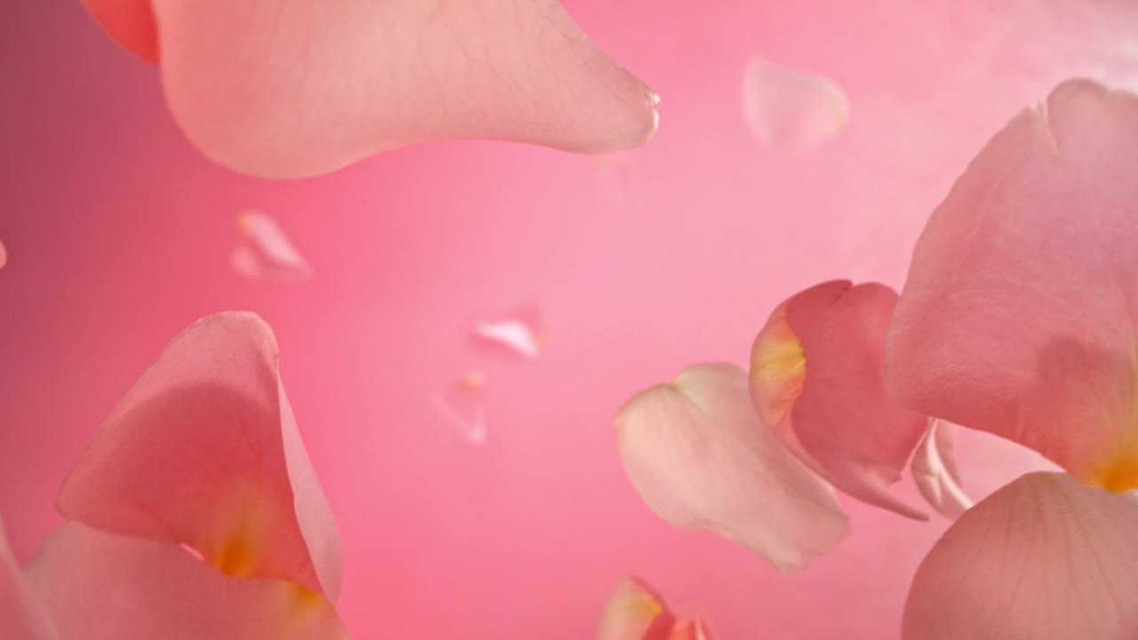 玫瑰花瓣飞舞的超级慢动作视频下载