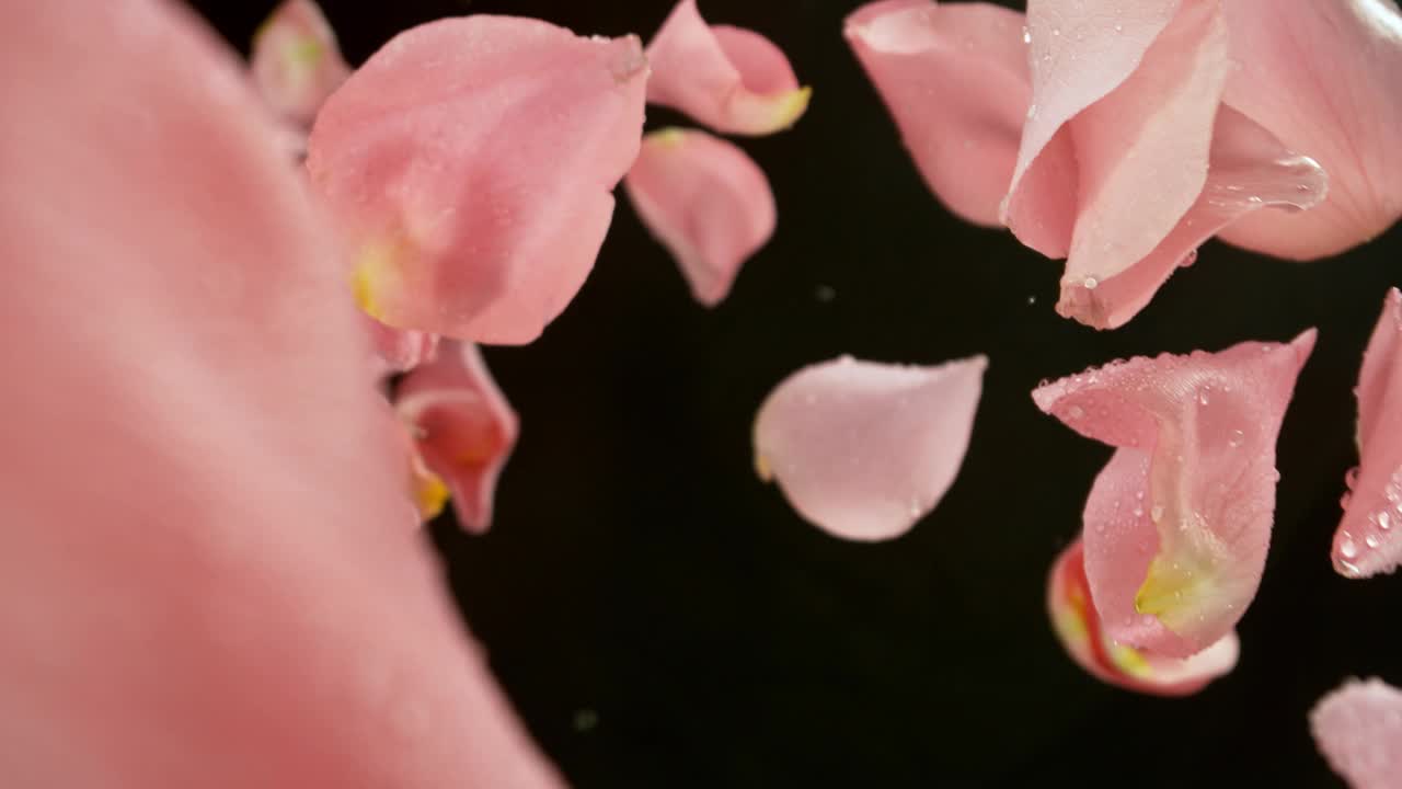 玫瑰花瓣飞舞的超级慢动作视频下载