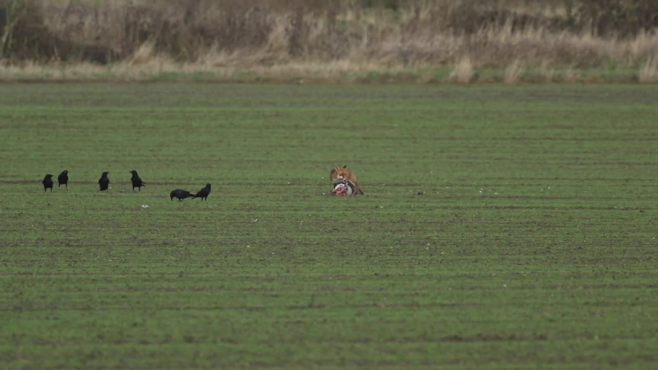 一只红色的狐狸，Vulpes Vulpes，正在田野里吃一只死鹅，被腐肉乌鸦(Corvus corone)和红色的风筝(Milvus Milvus)注视着，它们不断俯冲下来，试图得到一些猎物。视频下载