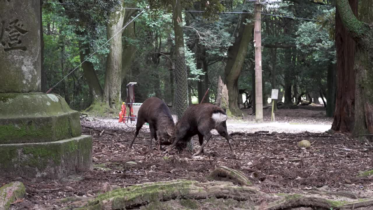 一对野鹿在奈良公园撞头。慢镜头视频下载